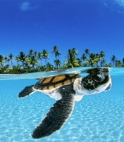 OCEANI. David Doubilet