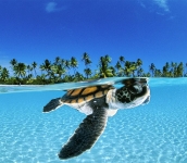 OCEANI. David Doubilet