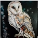 Opere di Ivana Enny