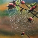 Opere di Raffaello Carle