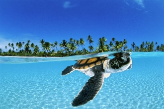 OCEANI. David Doubilet