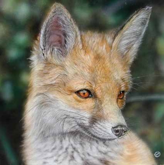 ANIMAL SOUND di Gianluigi Alberio