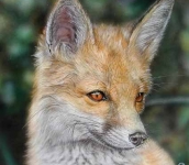 ANIMAL SOUND di Gianluigi Alberio