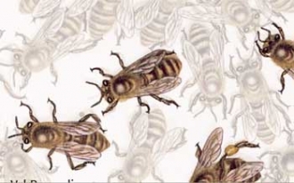 Disegni scientifici - Illustrazioni scientifiche