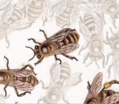 Disegni scientifici - Illustrazioni scientifiche